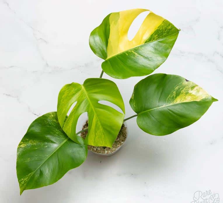 Monstera deliciosa aurea variegata (Small form borsigiana) - Rare Plant Fairy