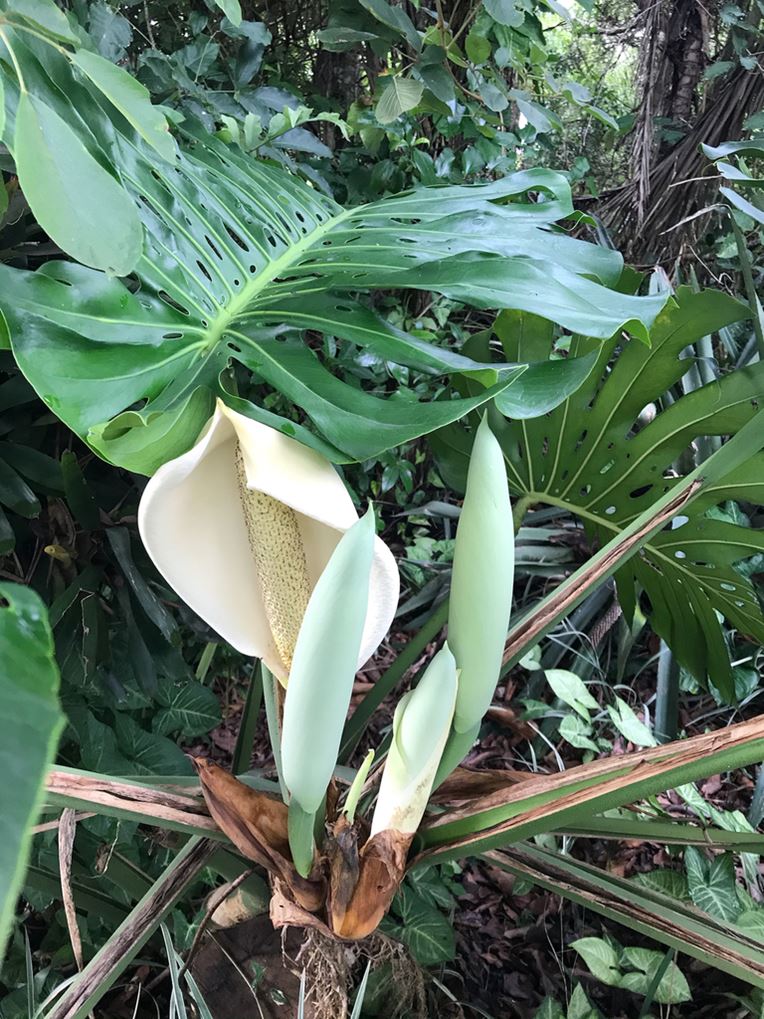 Monstera deliciosa flower