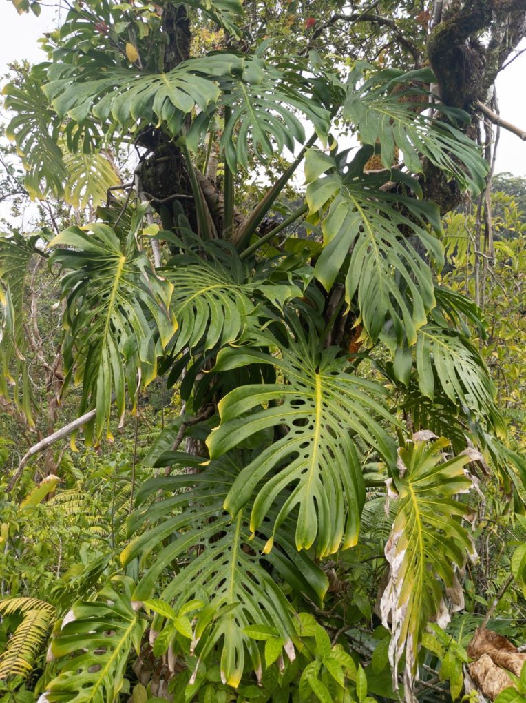 Monstera deliciosa in the wild