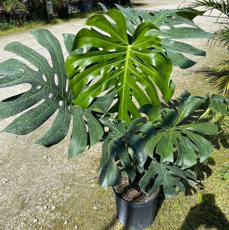 Monstera deliciosa leaf care and cleaning tips