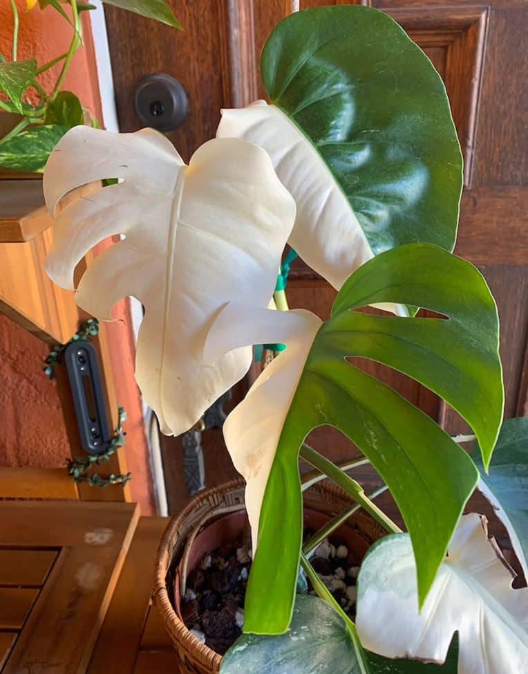 Monstera deliciosa var. borsigiana albo variegata - some leaves entirely white