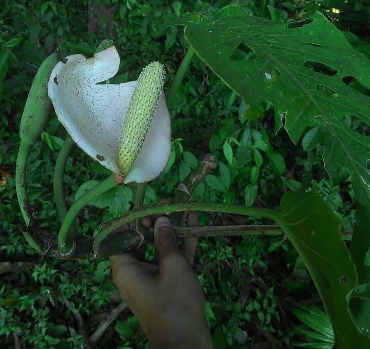 Monstera dubia flowers