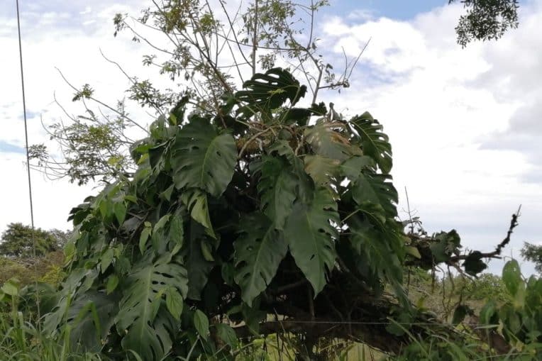 Monstera dubia in the wild