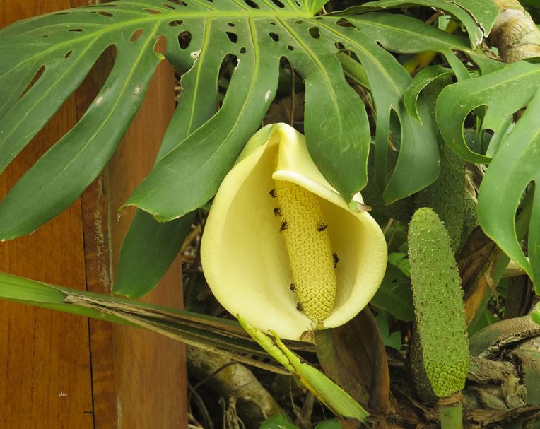 Monstera flower or bloom Monstera deliciosa flower