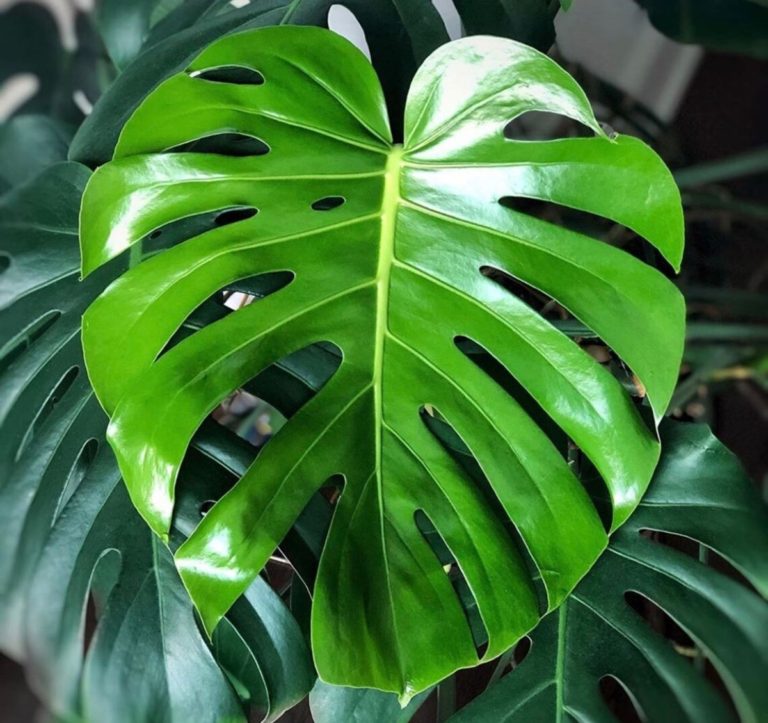 Monstera leaf - read