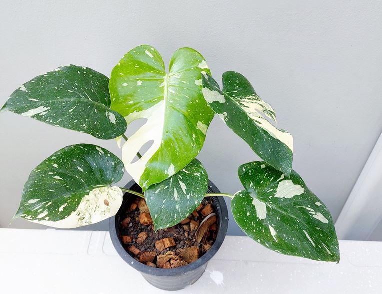 Monstera plant on sale - Monstera deliciosa Thai Constellation