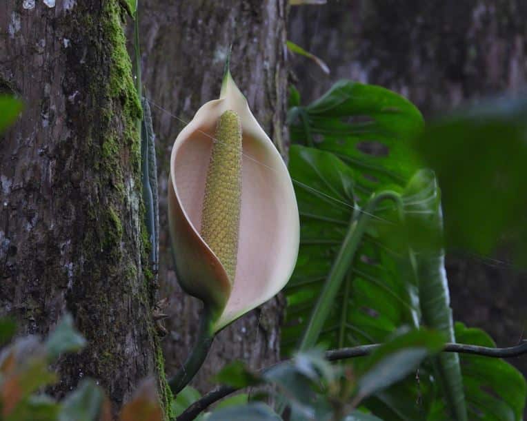 Monstera siltepecana flower