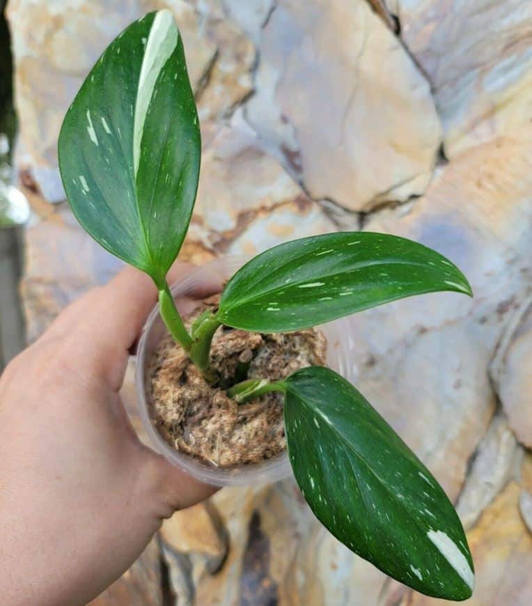 Monstera standleyana Albo variegata - eBay