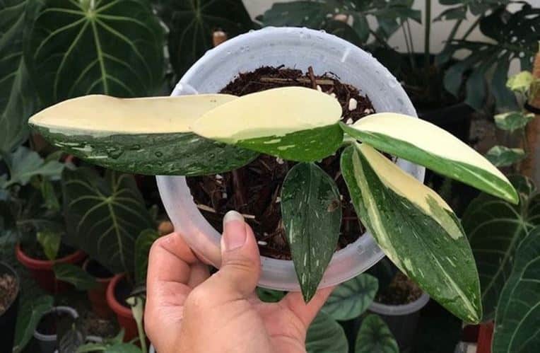 Monstera standleyana albo variegata half-moon