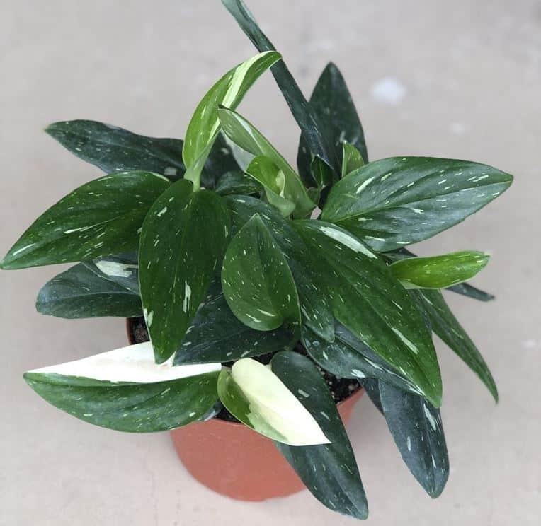 Monstera standleyana albo variegata plant