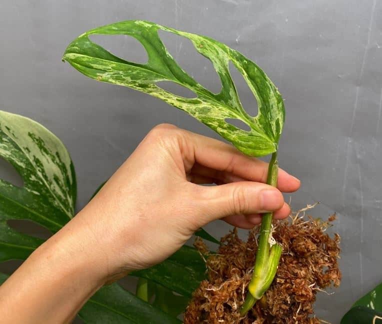 ROOTED Monstera Adansonii Mint Cutting Variegated Plant Rare plan