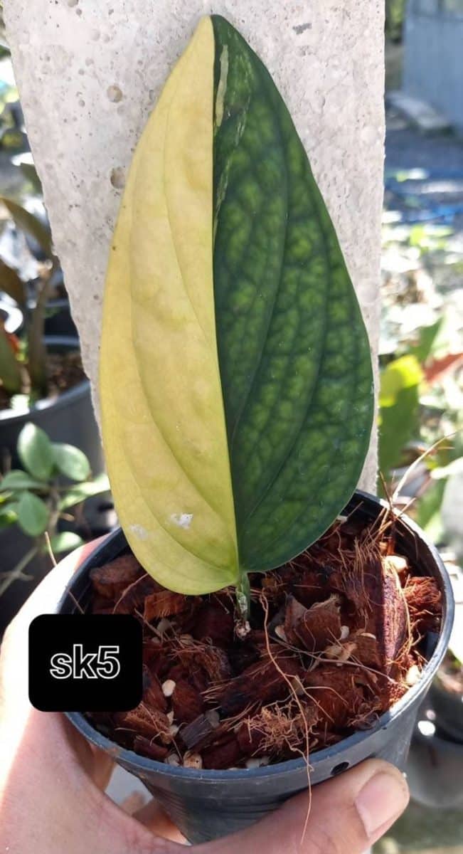 Rare Monstera Karstenianum Variegata aka Monstera Peru Variegated