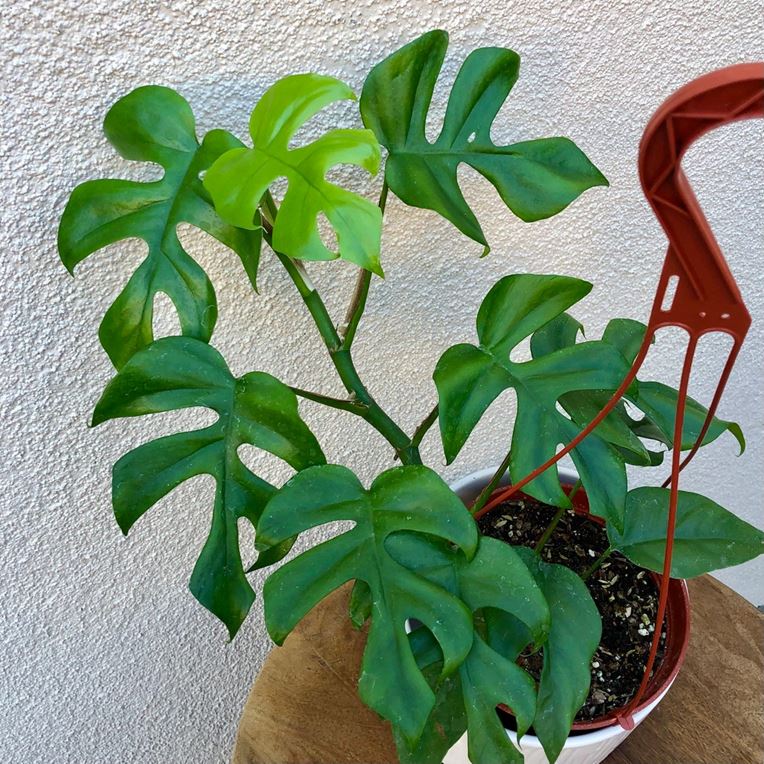 Rhaphidophora tetrasperma or Mini Monstera