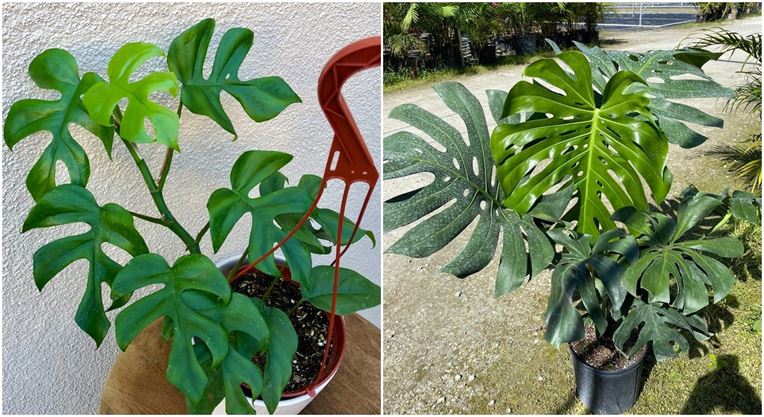 Rhaphidophora tetrasperma vs. Monstera deliciosa - Differences