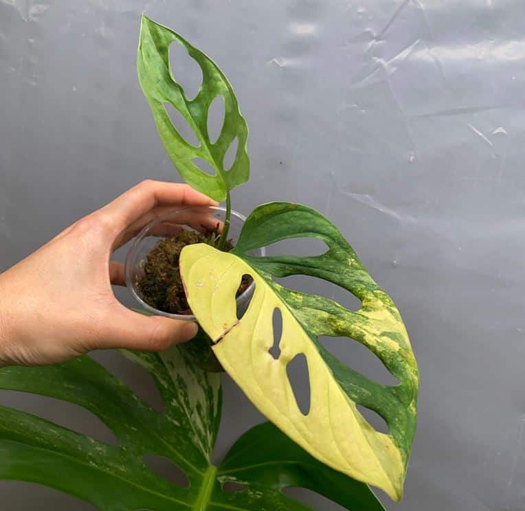 Rooted cutting with growth Monstera Adansonii Aurea Variegated Plant Rare plant