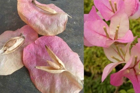 Seed-bougainvillea