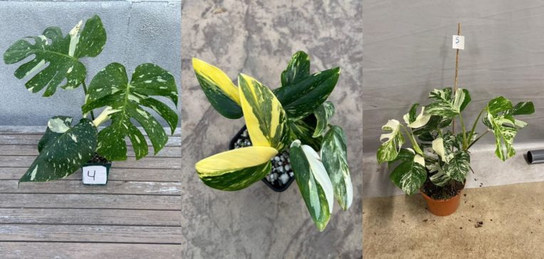 14 Stunning Monstera Plant Species and Varieties to Buy and Prices ...