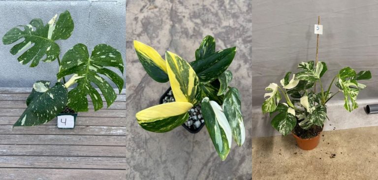 Variegated Monstera Care, for Sale