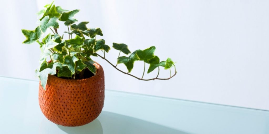 Benefits of English Ivy