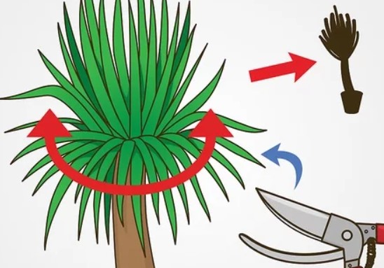 cutting yucca plant