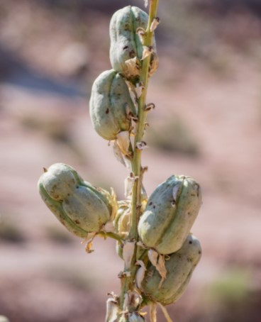 seed yucca plant