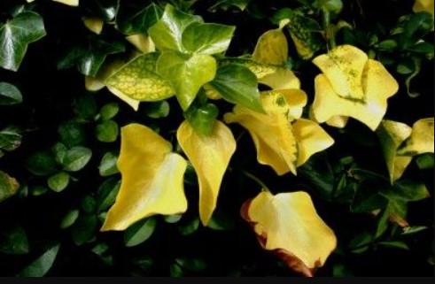 yellow English Ivy