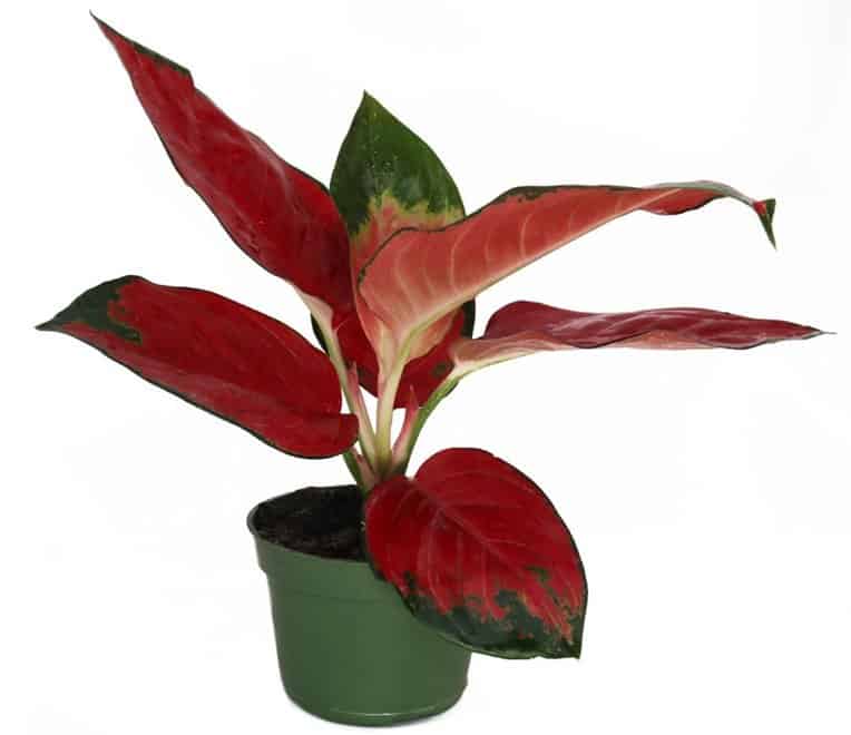 Aglaonema or Chinese Evergreen Yellow Leaves reasons Aglaonema Red Suksom