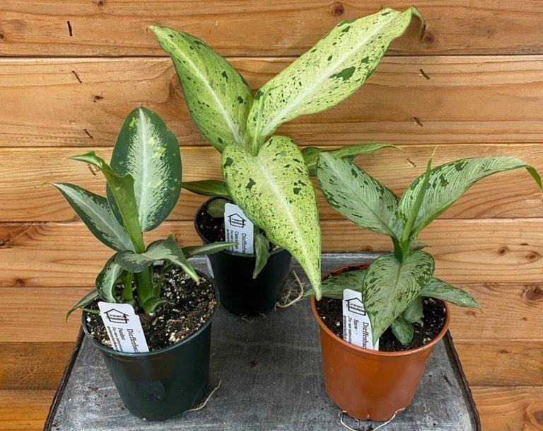 Dumb Cane or Dieffenbachia Yellow Leaves Causes Snow, Panther and Camouflage