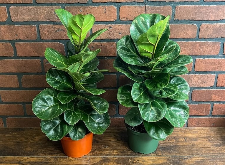 Fiddle-leaf Fig Leaves Drooping (top, bottom) FICUS LYRATA Dwarf Fiddle Leaf Fig with 6-inch Pot