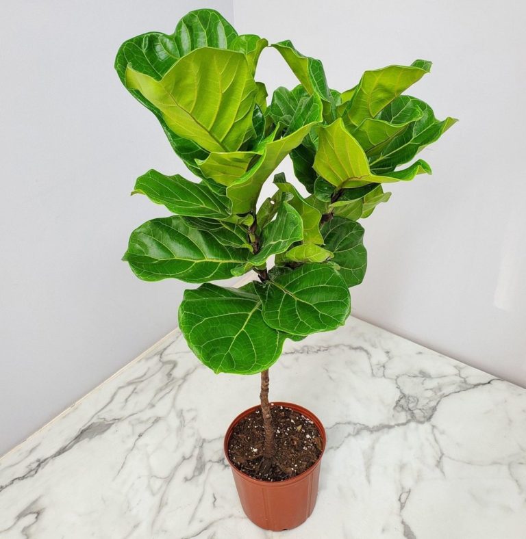 Fiddle-leaf Fig Root Rot Signs and How to Fix or Save It