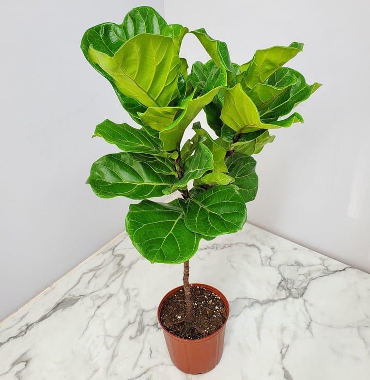 Fiddle-leaf Fig Root Rot Signs and How to Fix or Save It, recovery