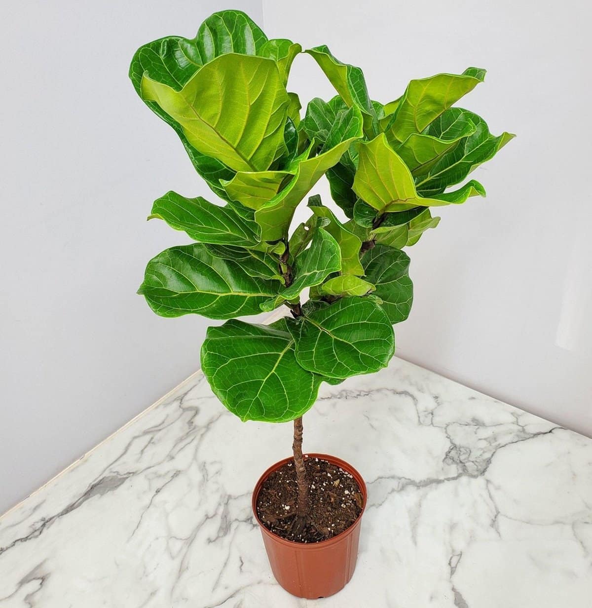 Fiddle-leaf Fig Root Rot Signs and How to Fix or Save It