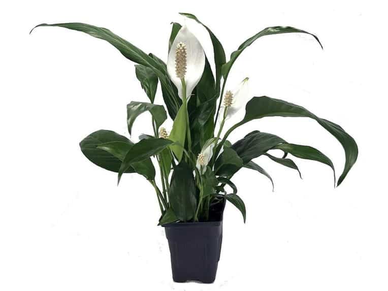 Peace lily brown tips, peace lily leaves turning brown, brown spots