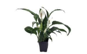 Reasons Peace Lily Flower Turning Brown + Fixes - Homes Pursuit