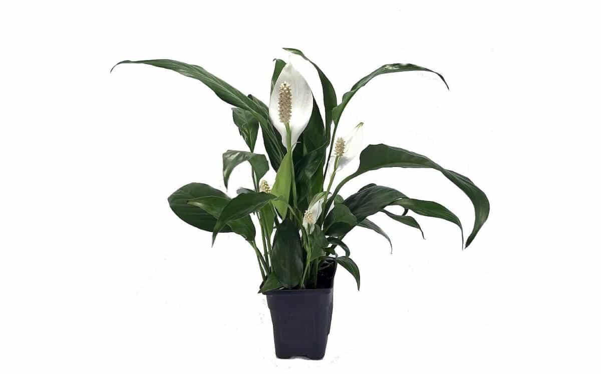 Peace lily brown tips, spots and leaves turning brown