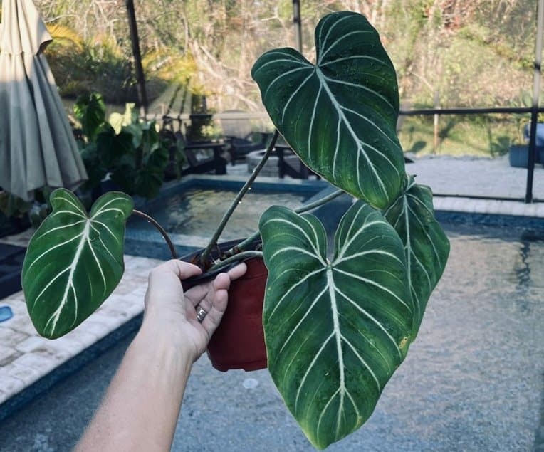 Philodendron Gloriosum dark form