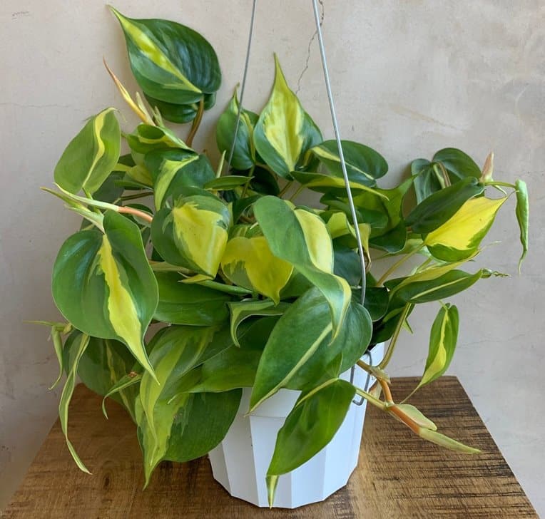 Philodendron Leaves Curling Heart-leaf Philodendron Brasil (P. hederaceum Brasil) for sale