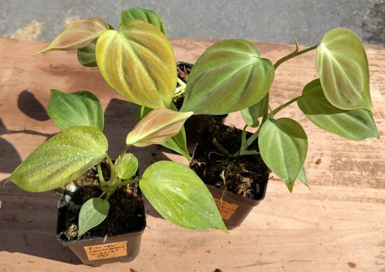 Philodendron camposportoanum Care, juvenile Mature and for Sale