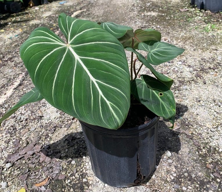 Philodendron gloriosum Care, Propagation, types, variegated, for Sale