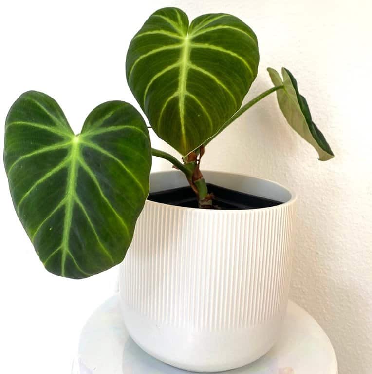 Philodendron luxurians care and for sale - Choco