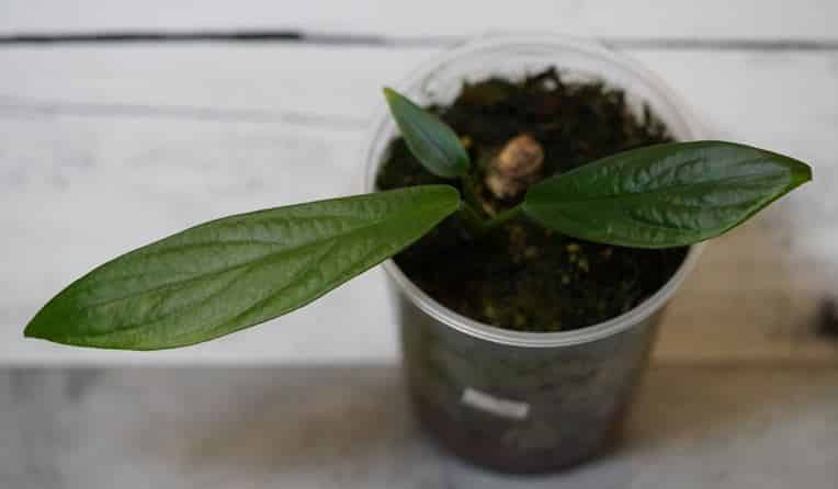 Rhaphidophora Beccarii care, for sale, propagation