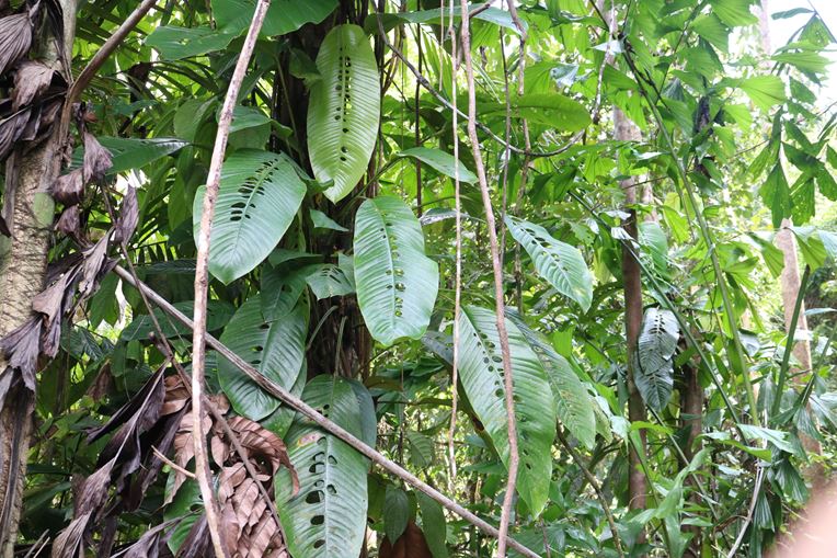 Rhaphidophora foraminifera plant in the wild