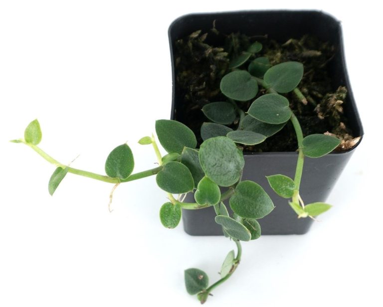Rhaphidophora pachyphylla Care and for Sale