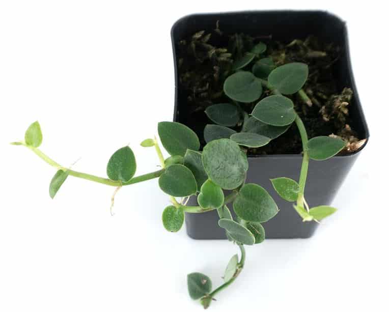 Rhaphidophora pachyphylla Care and for Sale, propagation