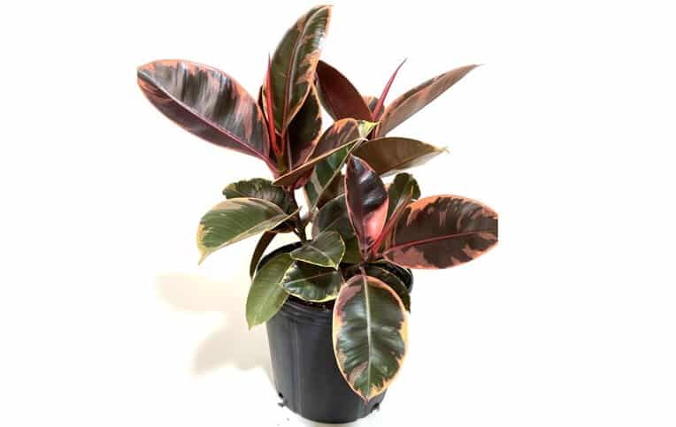 Rubber Plant Leaves Curling Up or Down - Ficus elastica Ruby fors sale