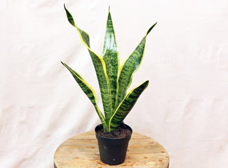 Snake Plant leaves Turning Yellow Causes + Fixes - Homes Pursuit