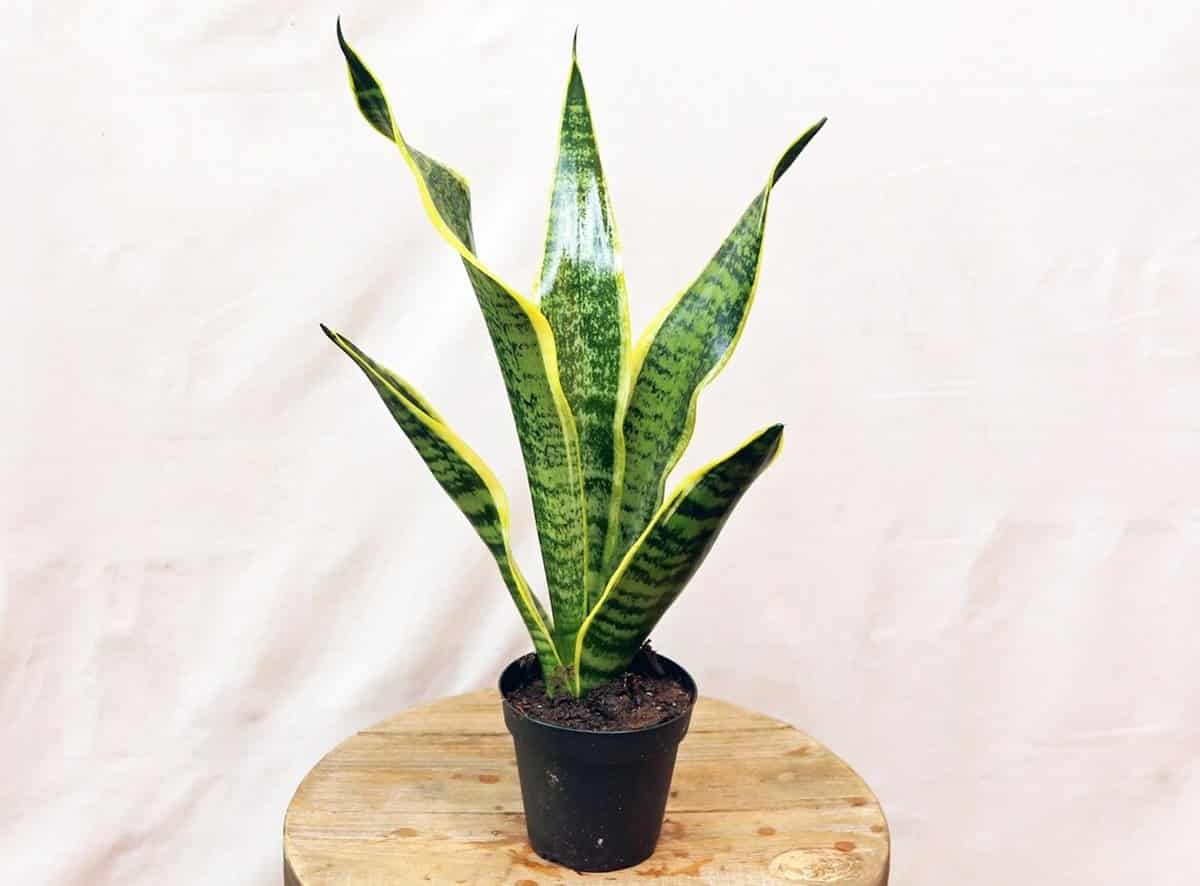 Why Is My Snake Plant Drooping? What Should I Do? Homes Pursuit