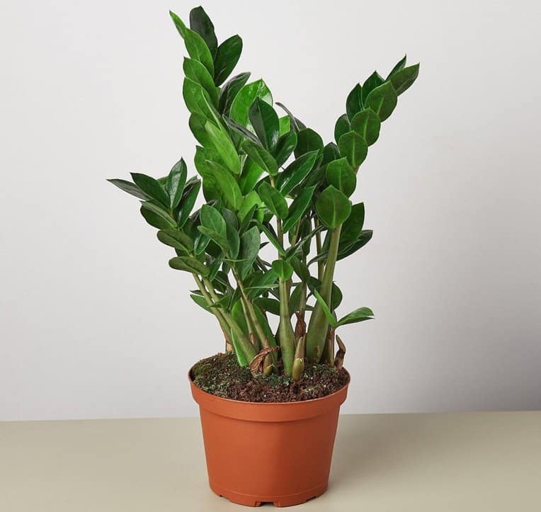 ZZ plant yellow leaves causes or why, what to do for sale