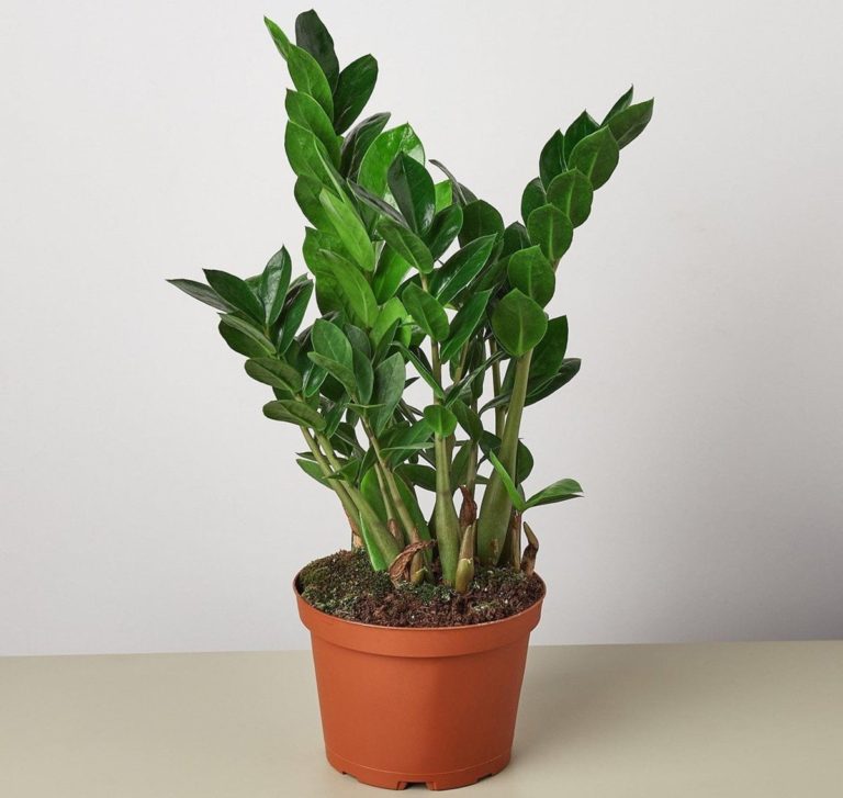 ZZ plant yellow leaves causes, what to do for sale