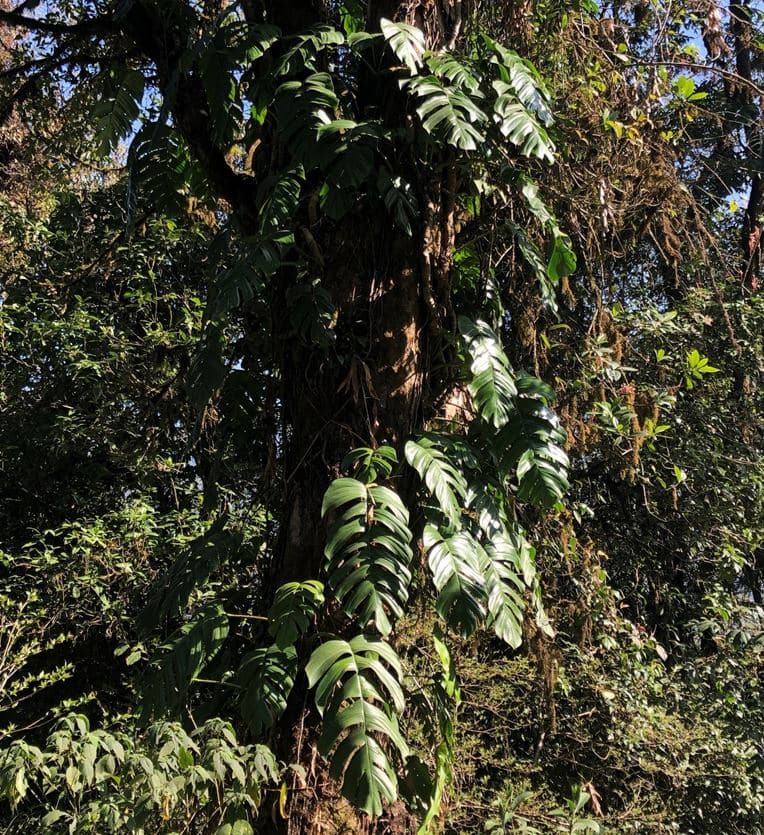 huge Mature Rhaphidophora korthalsii